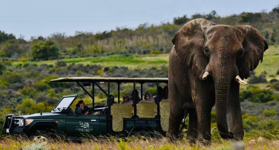 Garden Route Game Lodge Albertinia Exterior foto
