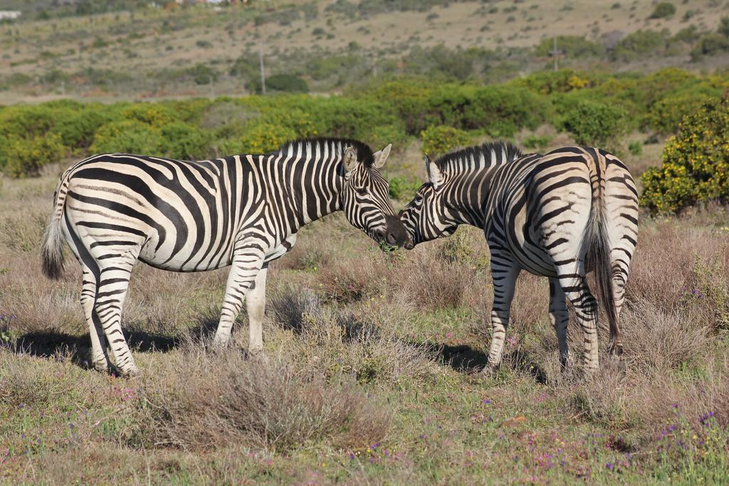 Garden Route Game Lodge Albertinia Exterior foto