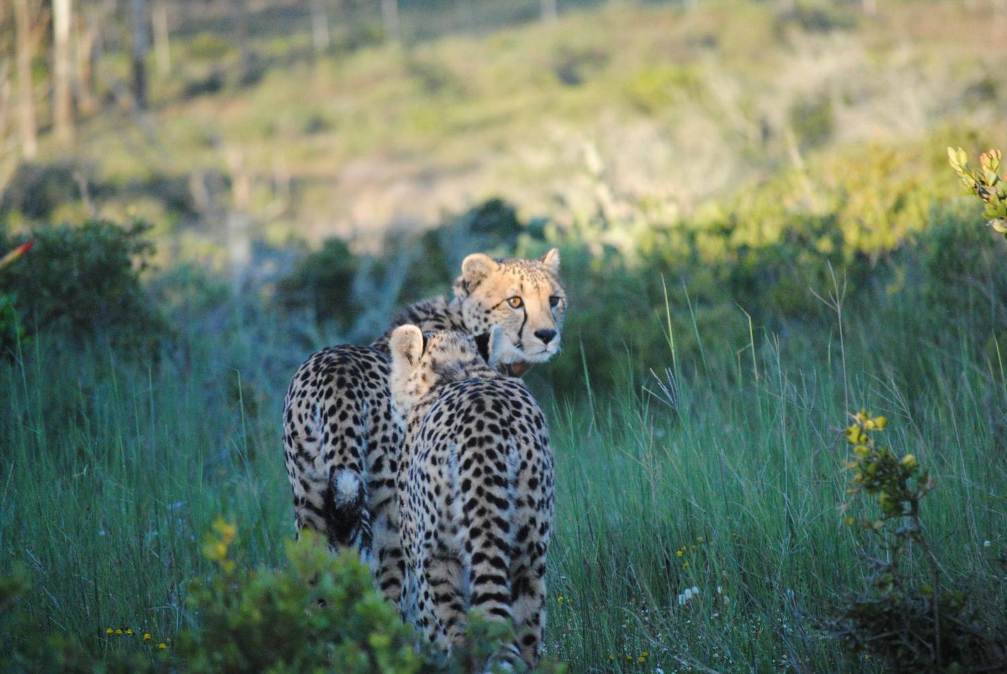Garden Route Game Lodge Albertinia Exterior foto