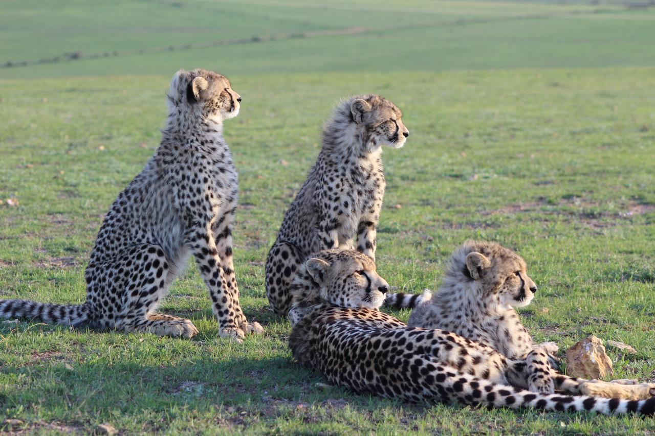 Garden Route Game Lodge Albertinia Exterior foto